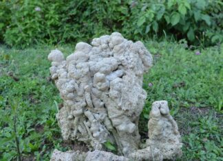 The Sultan Reads Everything